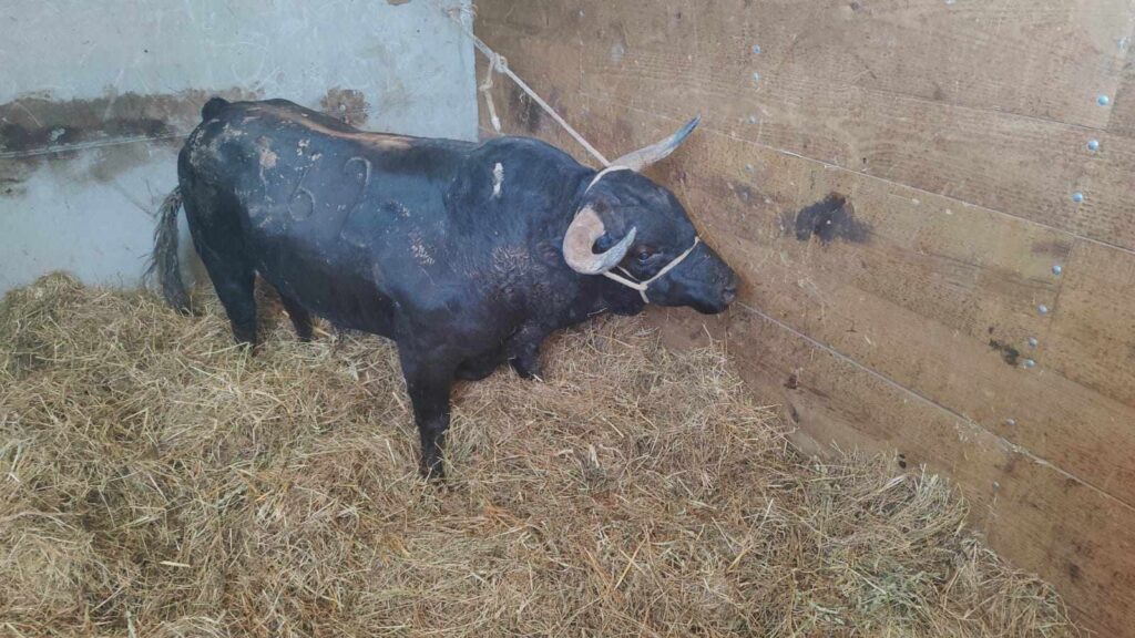 "vaca das cordas": touro de meia tonelada já chegou a ponte de lima